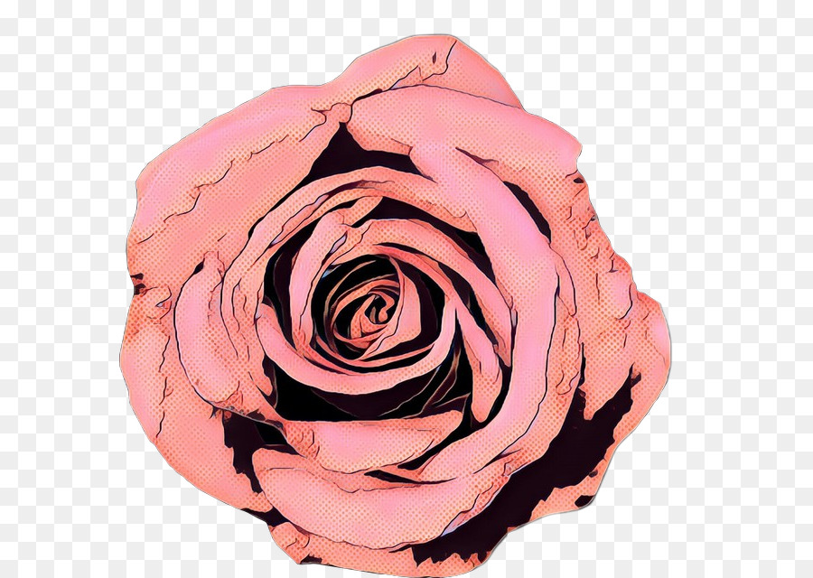 Les Roses De Jardin，Chou Rose PNG