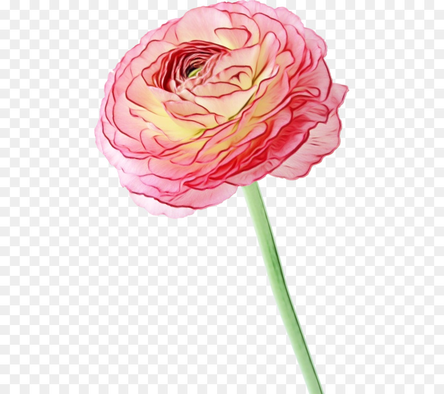 Les Roses De Jardin，Chou Rose PNG