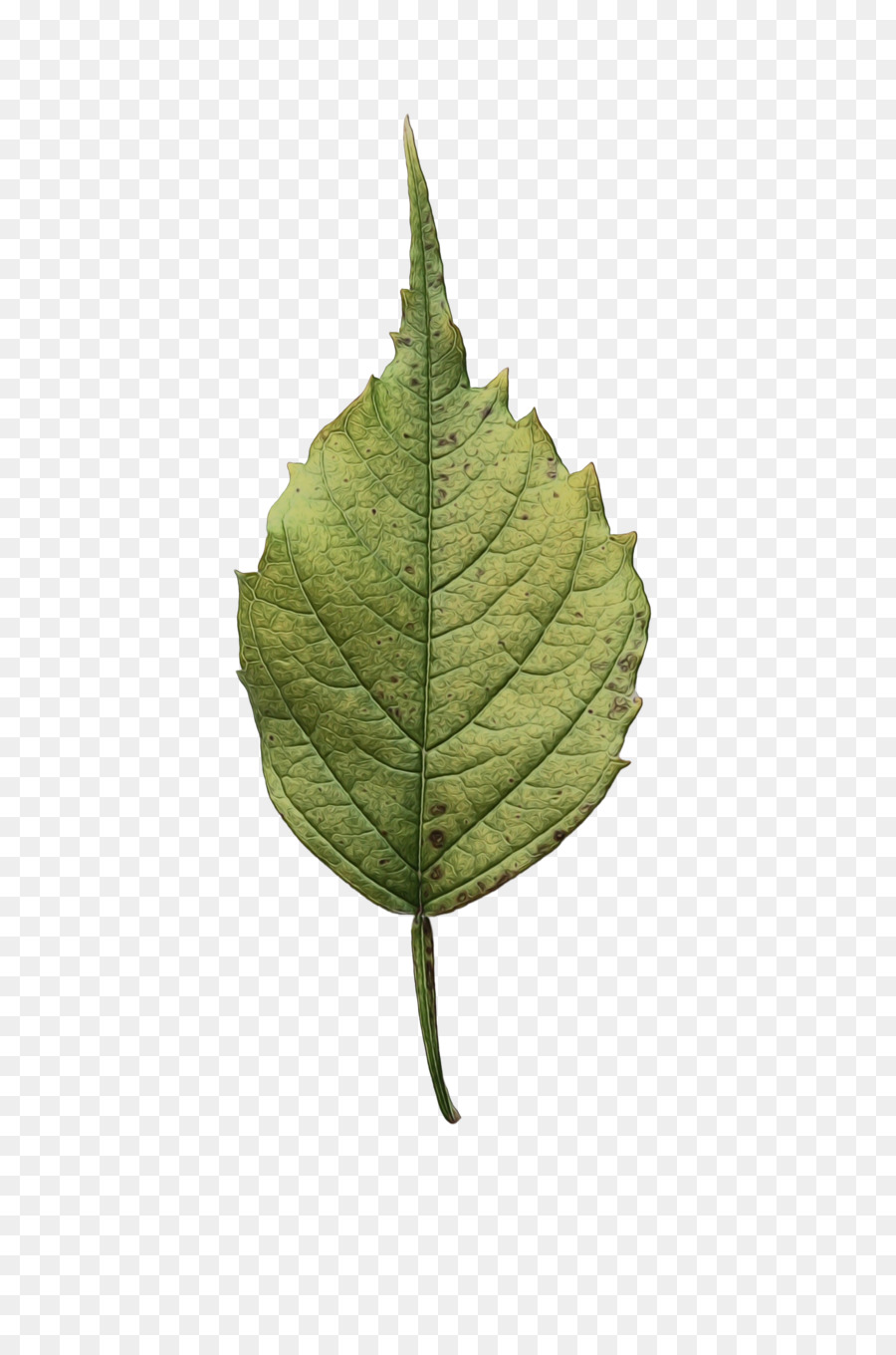 Feuille，Vert PNG