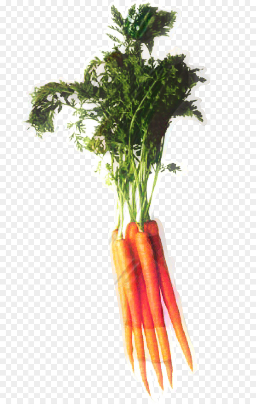 Carottes，Légume PNG