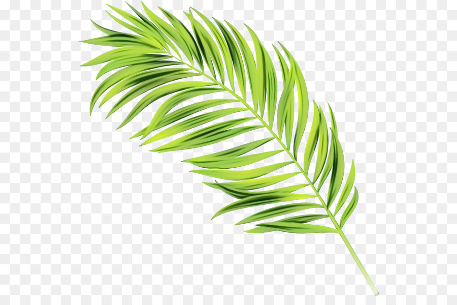 Palme，Tropical PNG