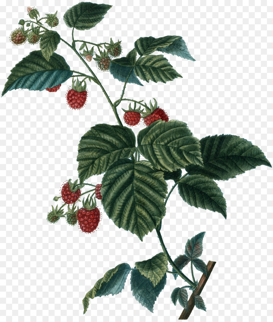 Framboise，Feuilles PNG