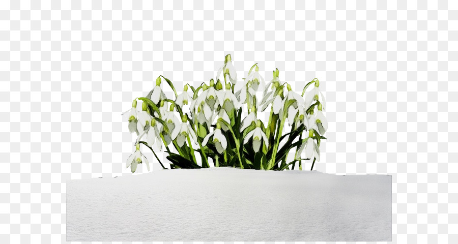 Perce Neige，Blanc PNG