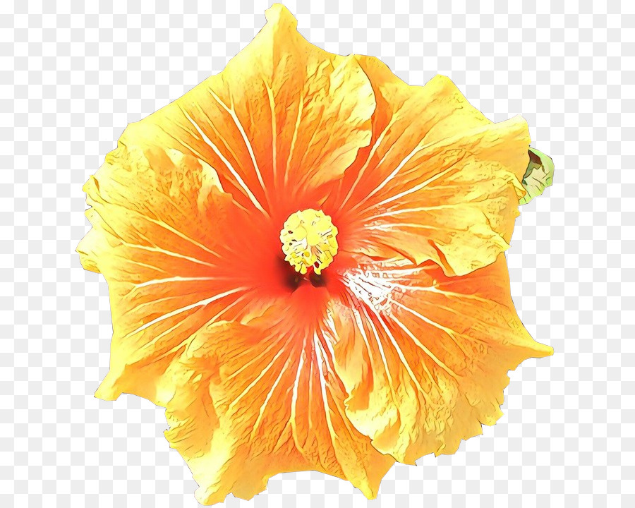 Fleur Jaune，Pétales PNG