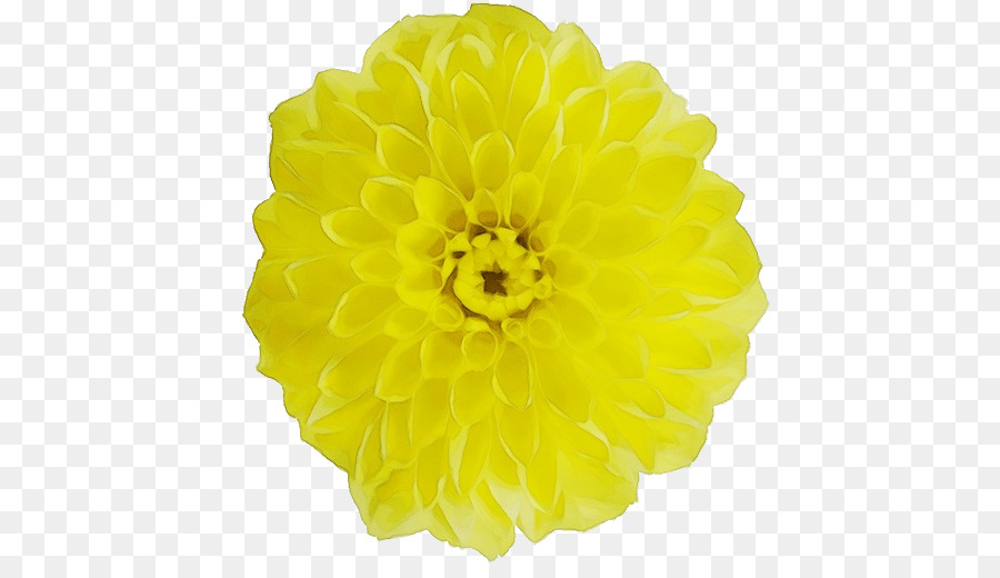 Fleur Jaune，Fleurir PNG