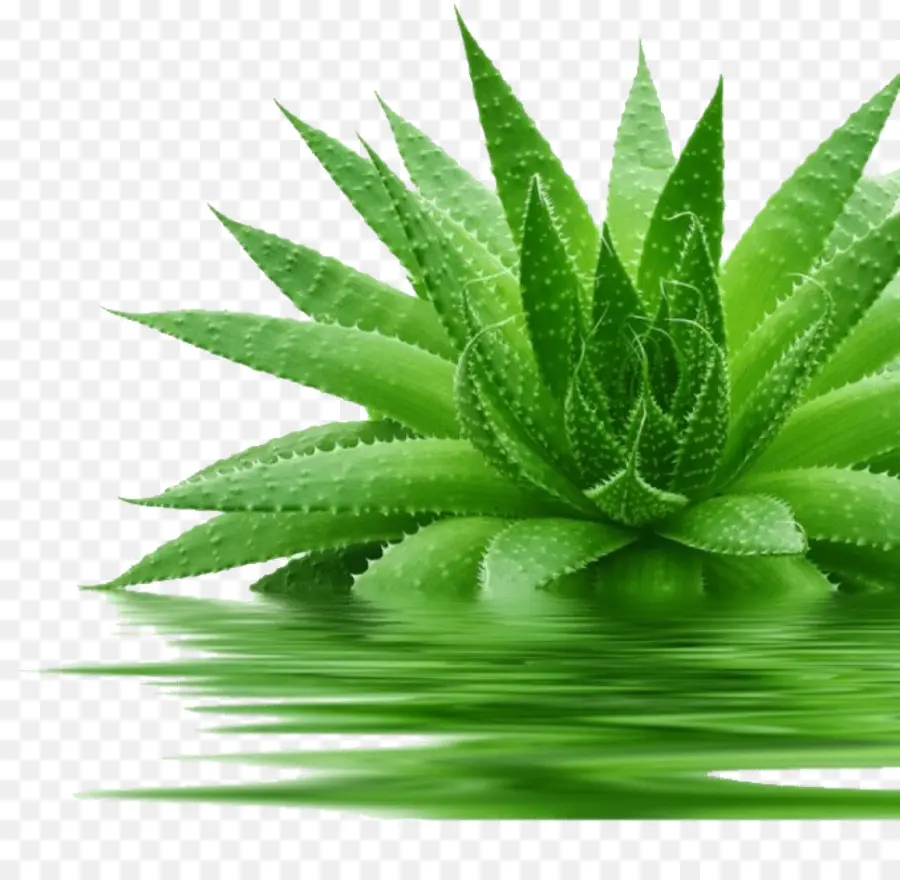 Aloé Véra，Succulent PNG