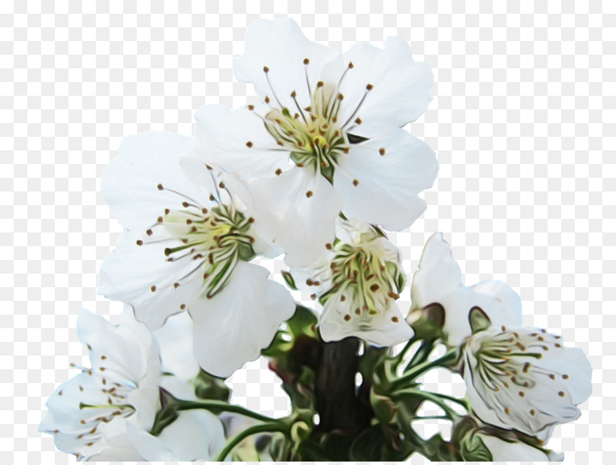 Fleurs Blanches，Fleurir PNG