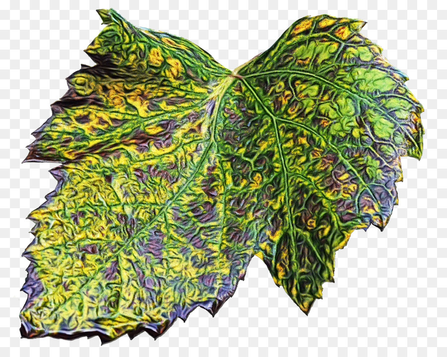 La Pathologie Des Plantes，Feuille PNG