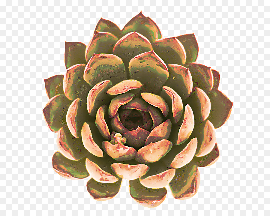 Fleur，Echeveria PNG