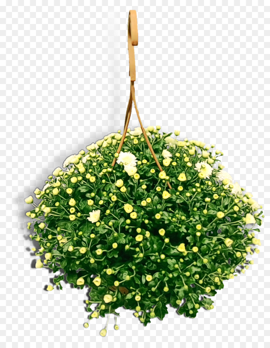 Chrysanthème，Flowerpot PNG