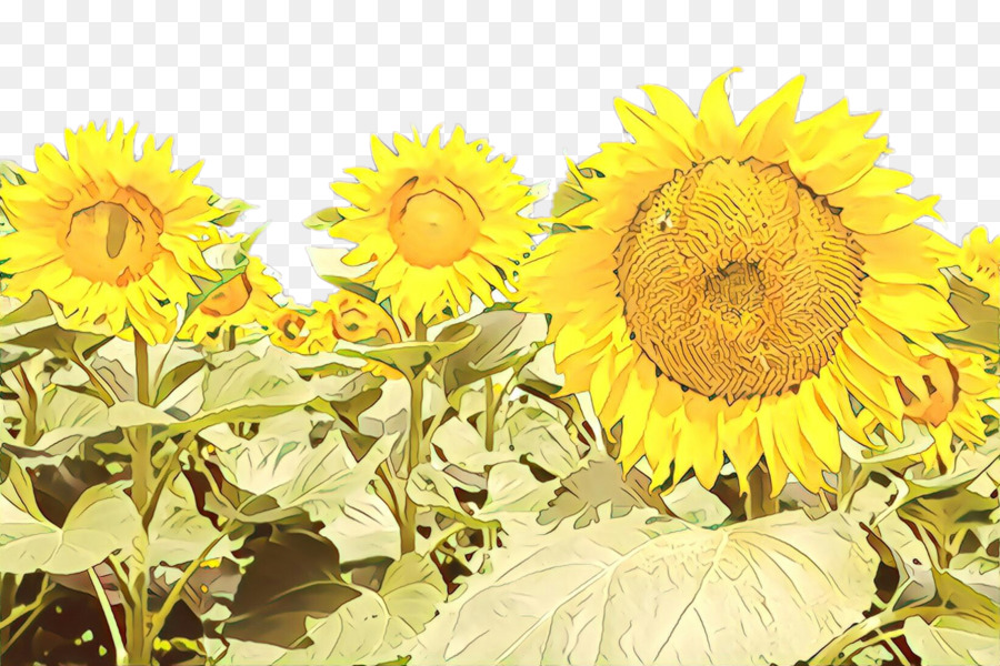 Tournesol，Jaune PNG