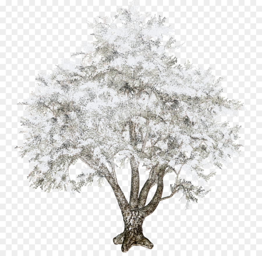 Arbre Enneigé，Hiver PNG