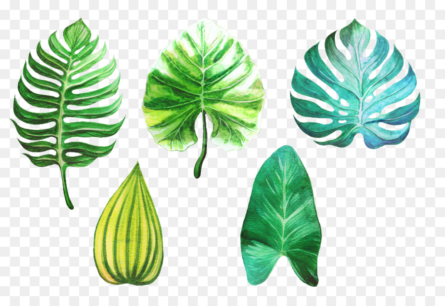 Feuilles Vertes，Feuille PNG