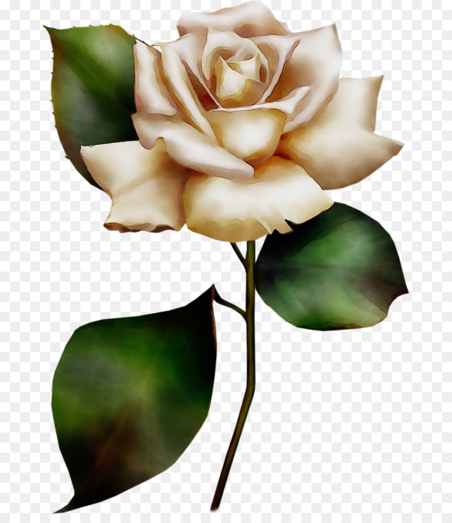 Rose Blanche，Tige PNG