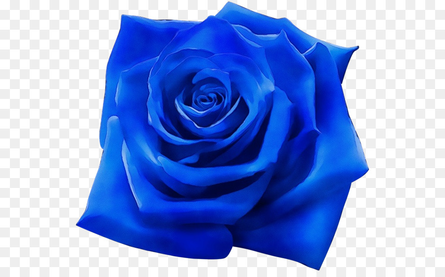 Rose Bleue，Les Roses De Jardin PNG