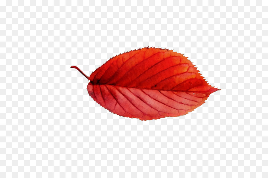 Feuille，Automne PNG