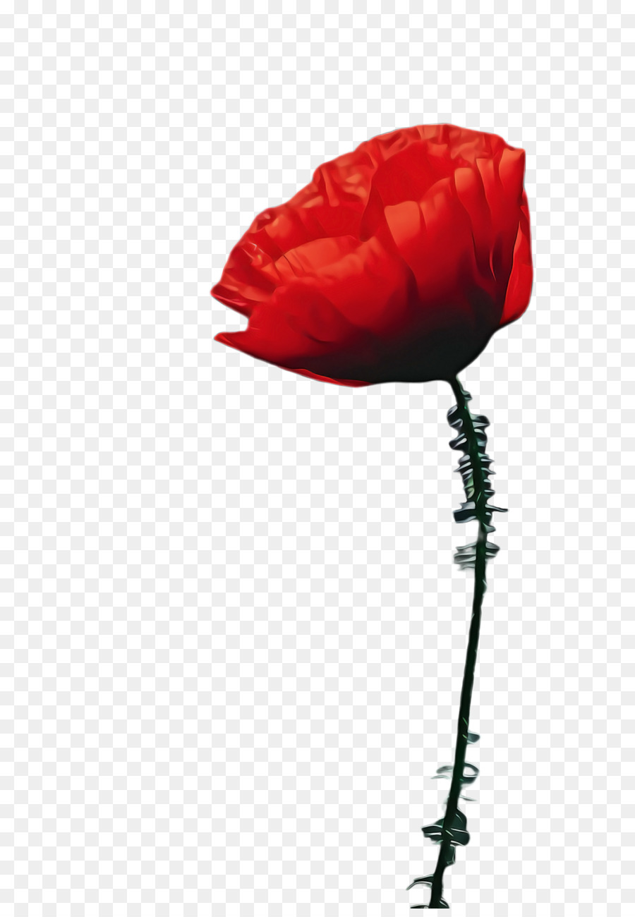 Rose Rouge，Usine PNG