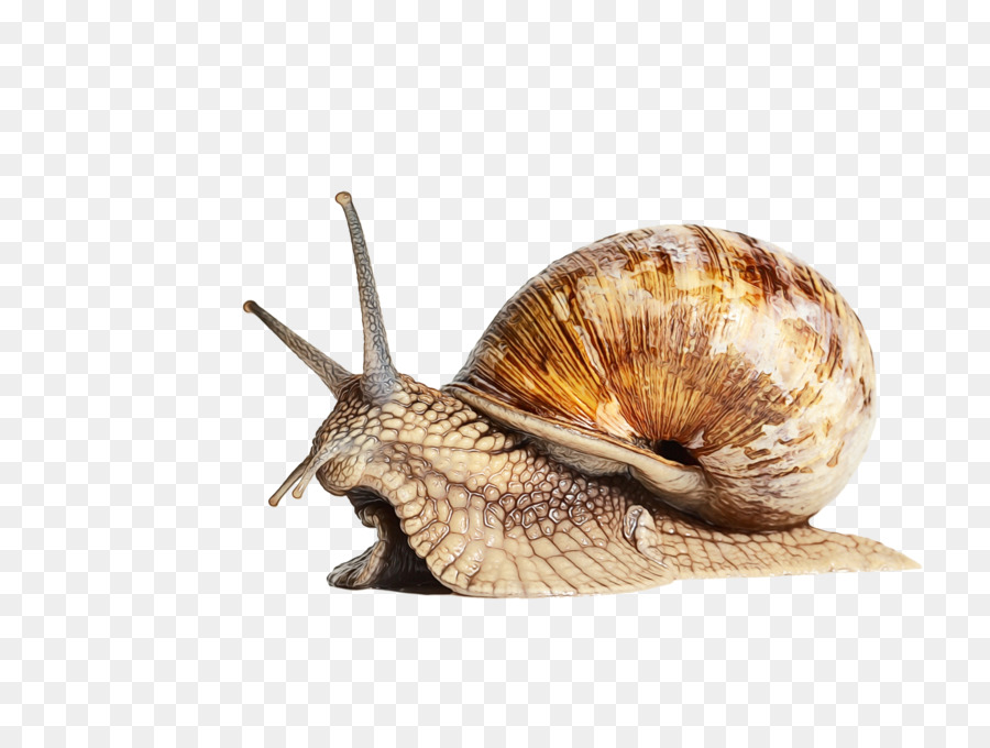 Escargot，Coquille PNG