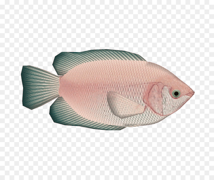 Baisers Gourami，Gourami PNG