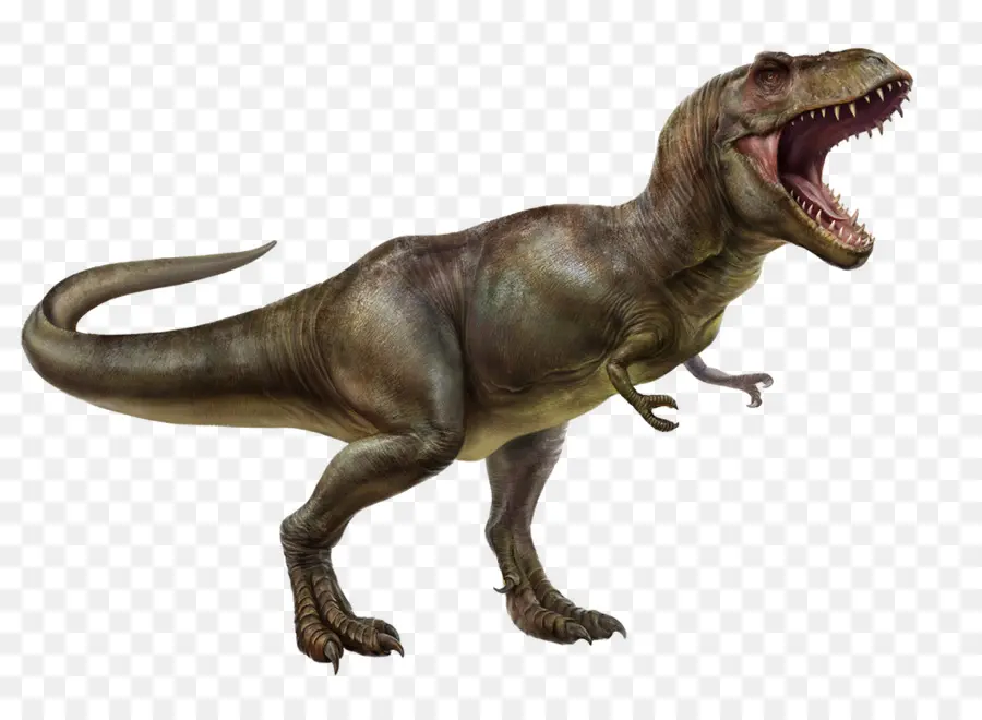 Tyrannosaurus Rex，Spinosaurus PNG