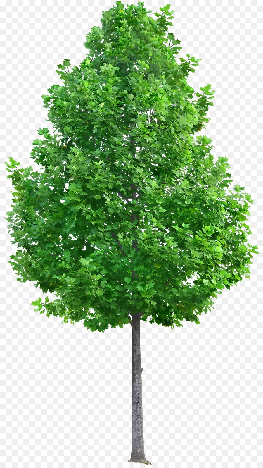 Arbre Vert，Feuilles PNG