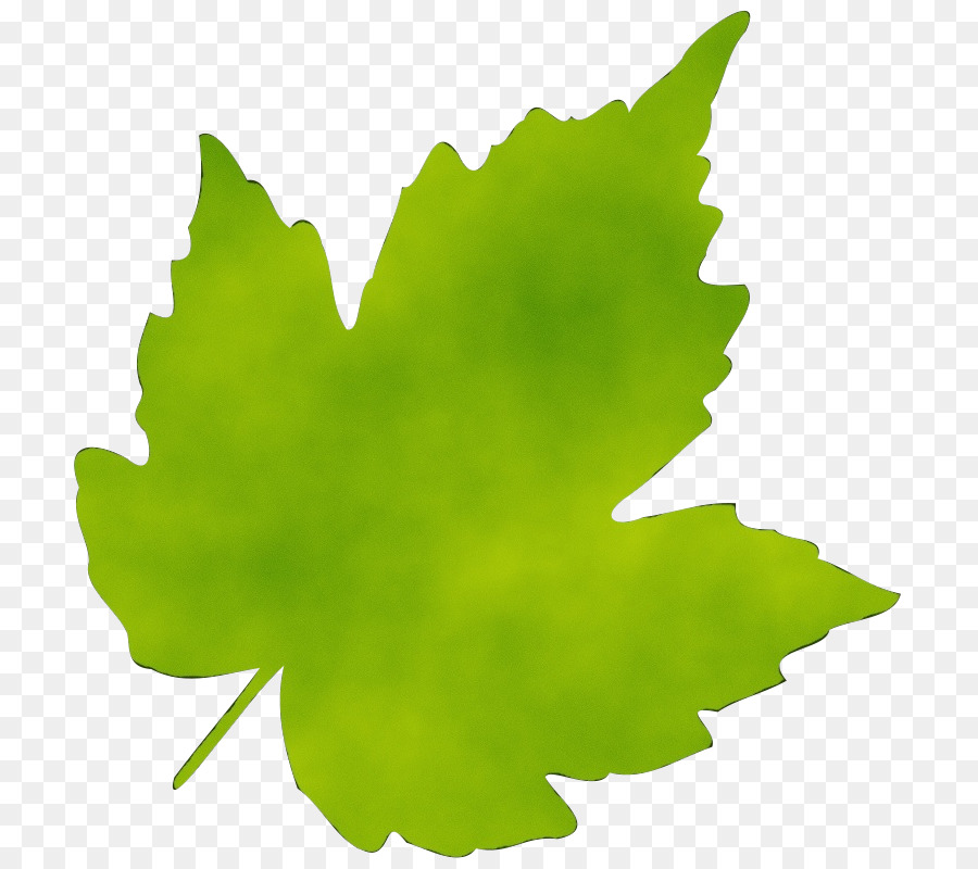 Feuille，Usine PNG