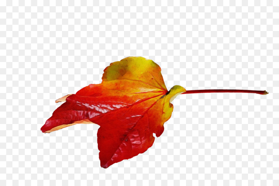 Feuille Rouge，Automne PNG