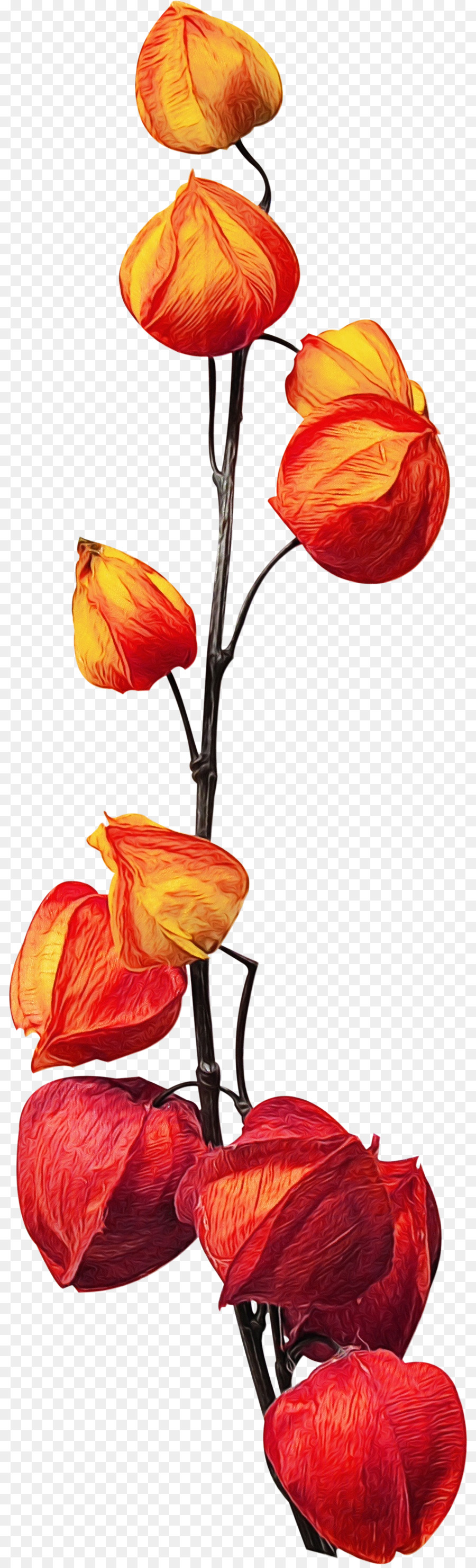 Fleurs Oranges，Tige PNG