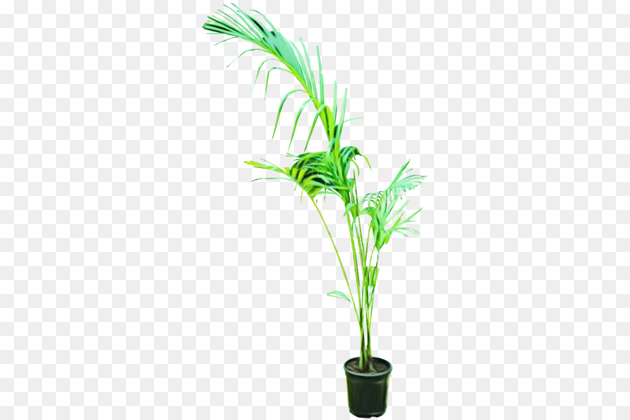 Plante En Pot，Vert PNG