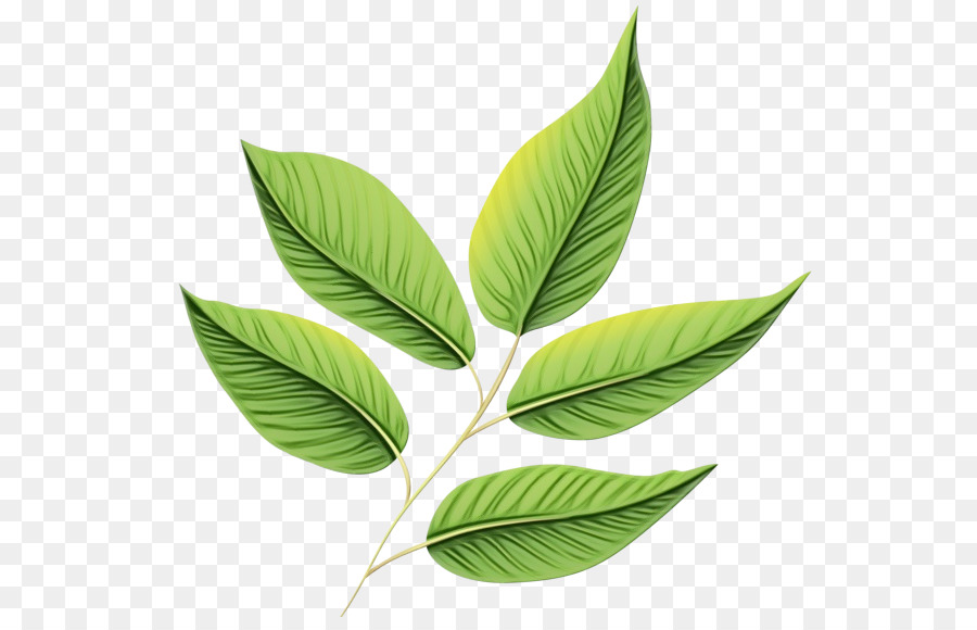 Feuilles Vertes，Feuillage PNG