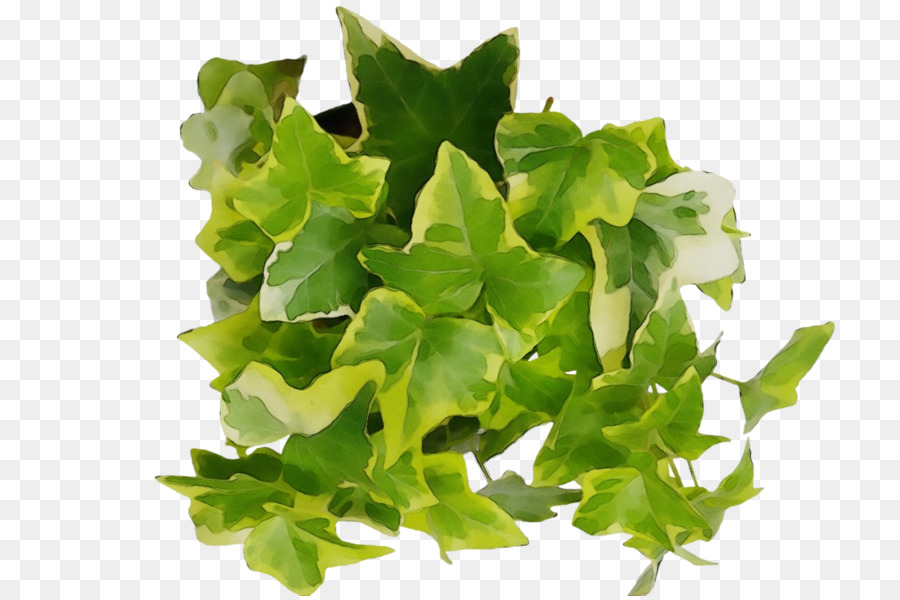 Les Verts，Feuille PNG