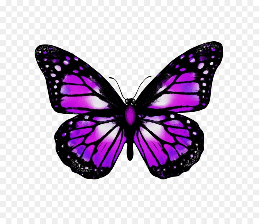 Papillon，Violet Empereur PNG