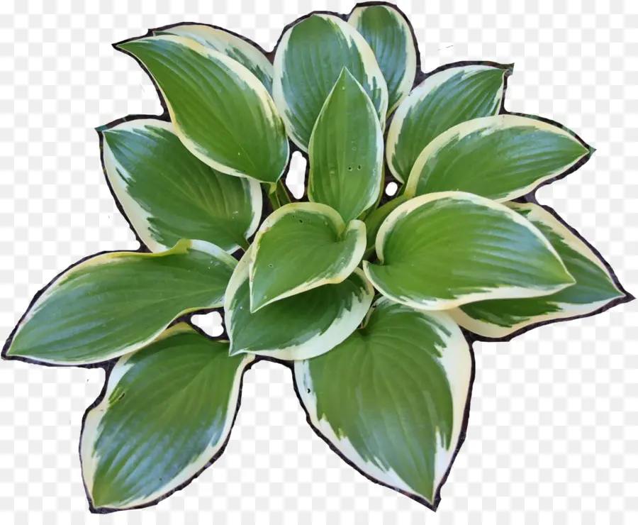 Plante Vivace，Hosta Sieboldiana PNG