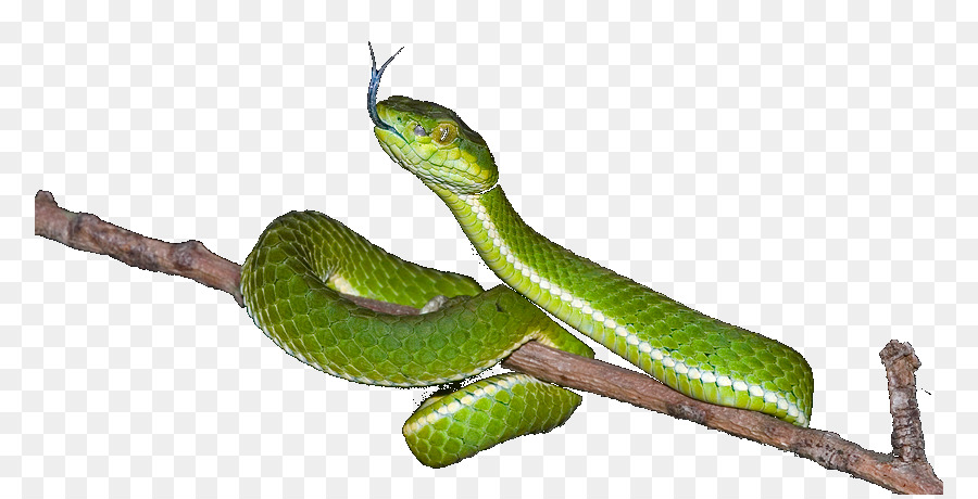 Mambas，Les Serpents PNG