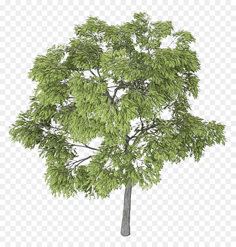 Arbre，Usine PNG