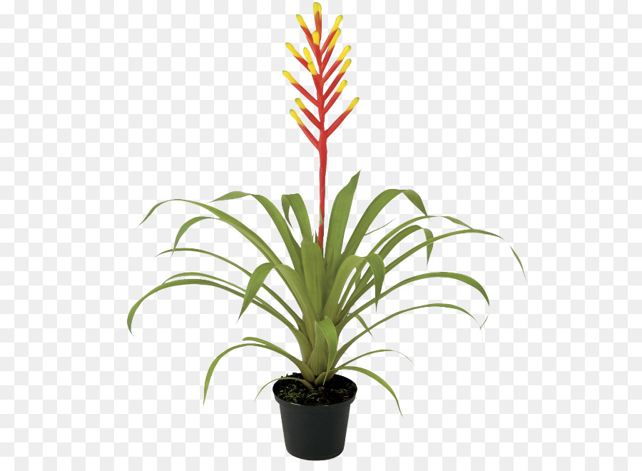 Guzmania，Les Plantes PNG