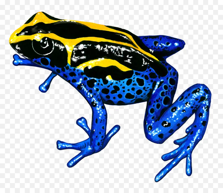 Crapaud，Grenouille PNG