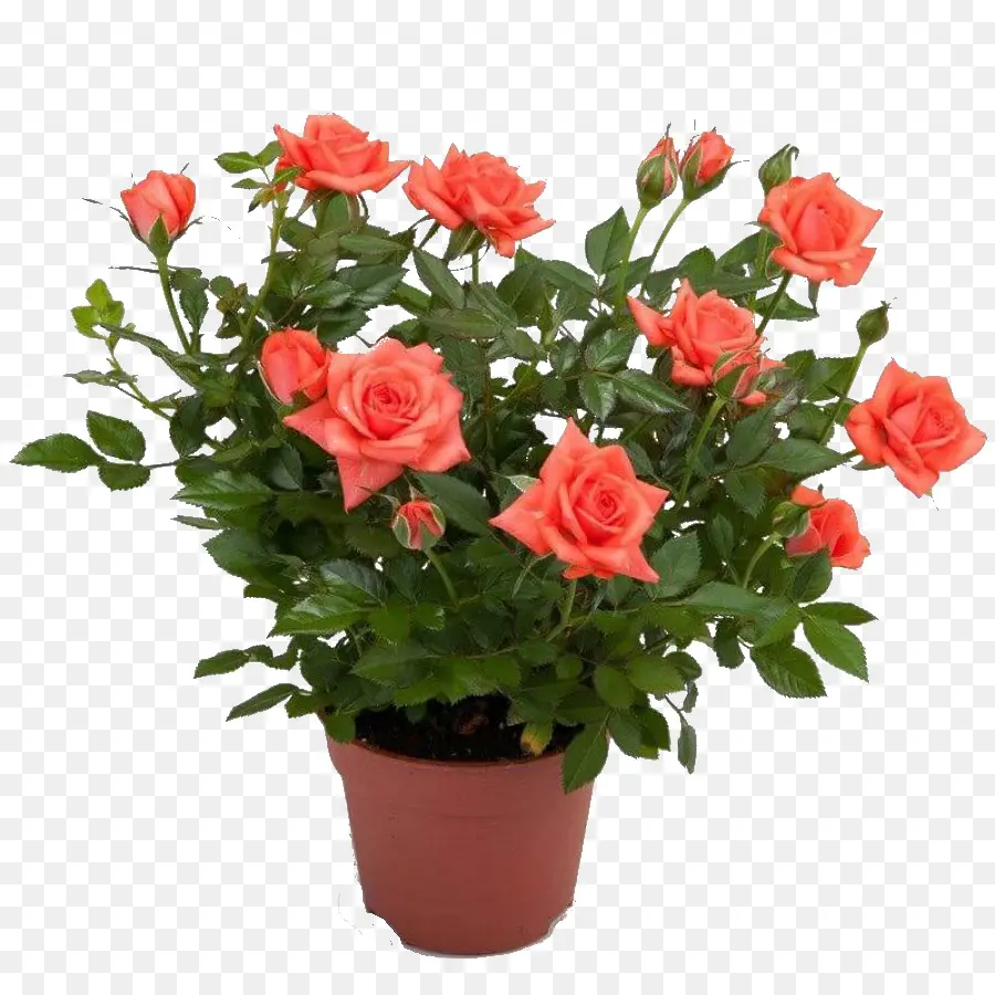 Roses Roses，Fleurs PNG