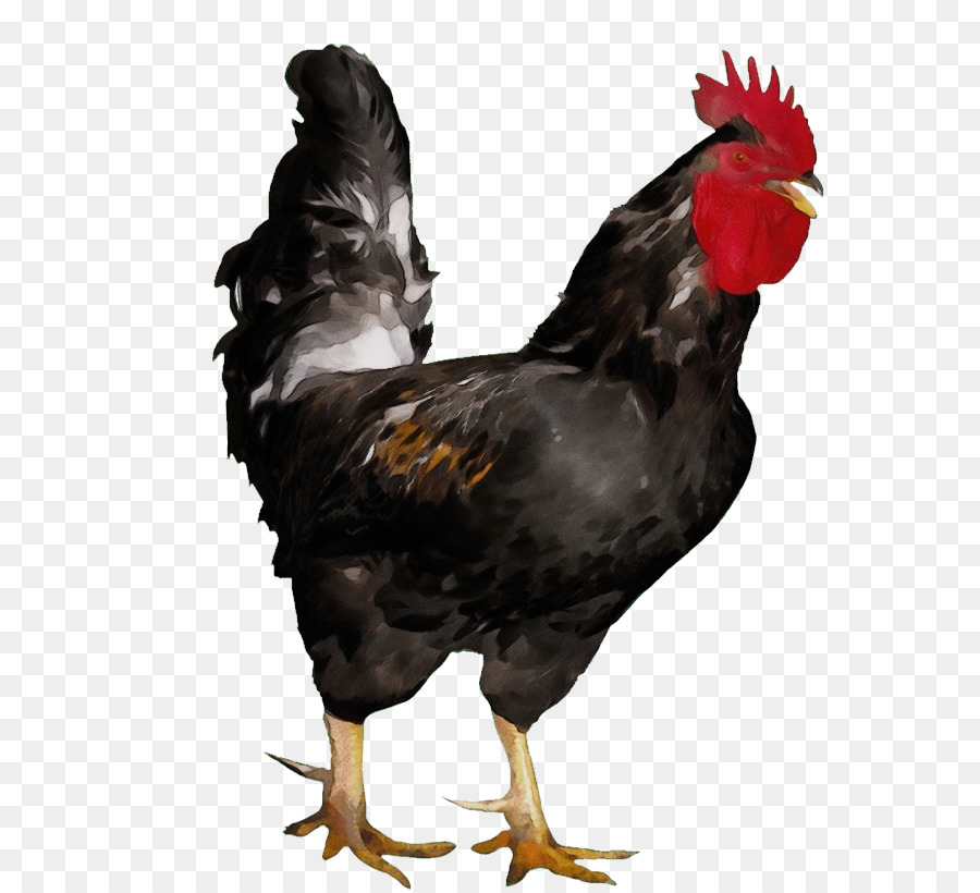 Coq Noir Et Blanc，Oiseau PNG