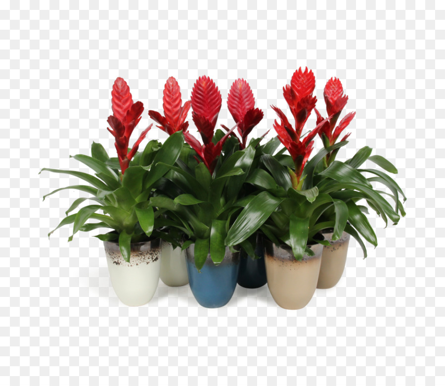 Vriesea，Flowerpot PNG