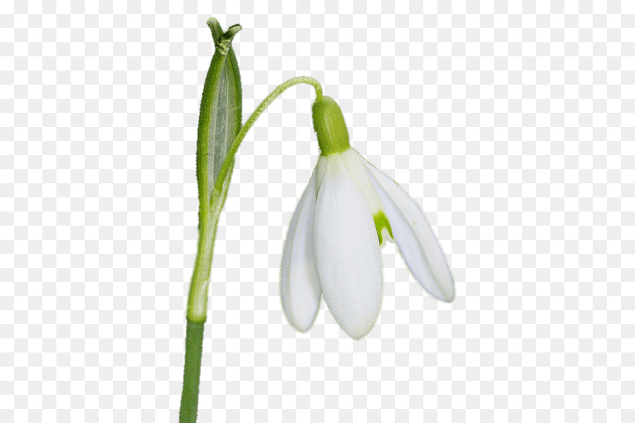 Fleur De Perce Neige，Usine PNG