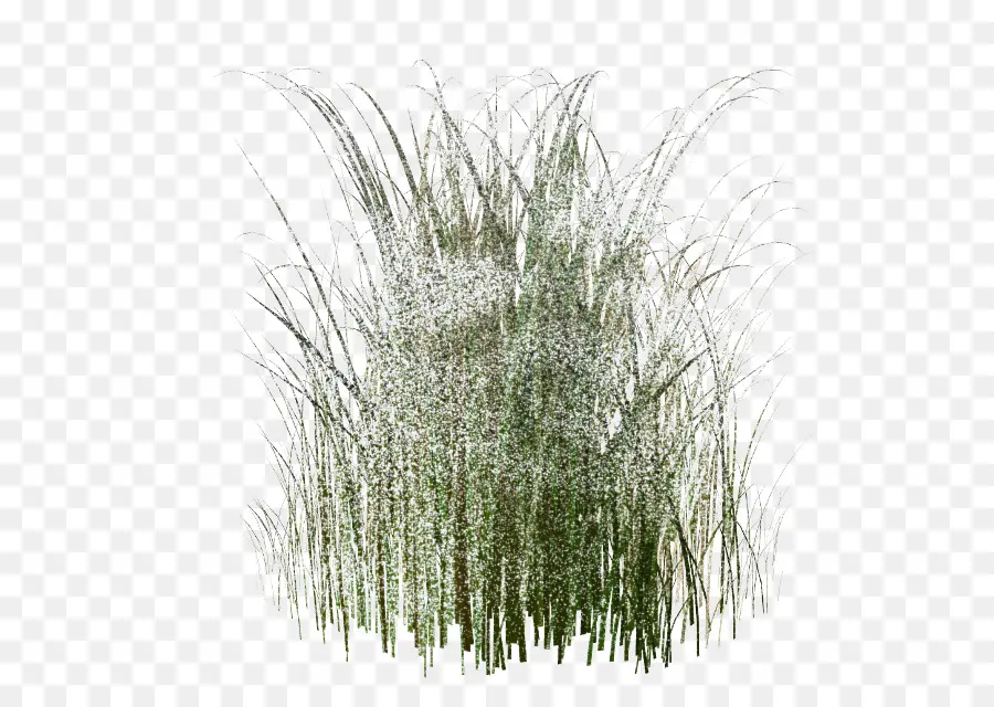 Herbe Verte，Nature PNG