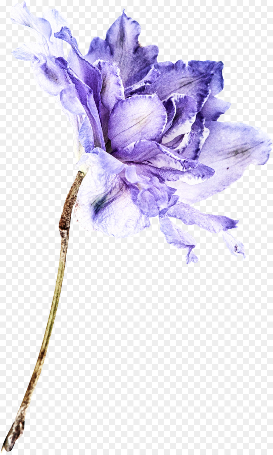 Les Fleurs Coupées，Violet PNG