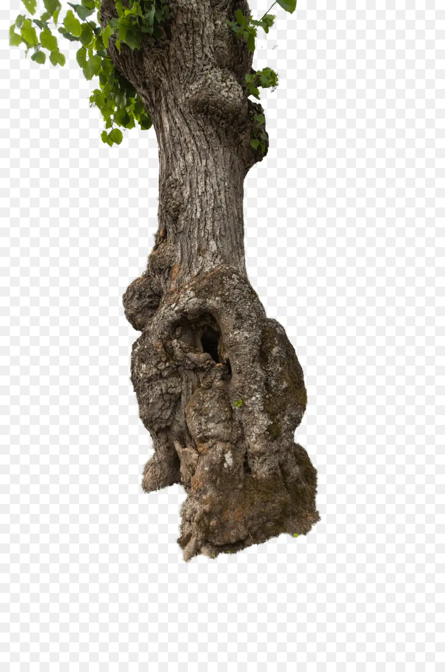 Tronc D'arbre，Arbre PNG