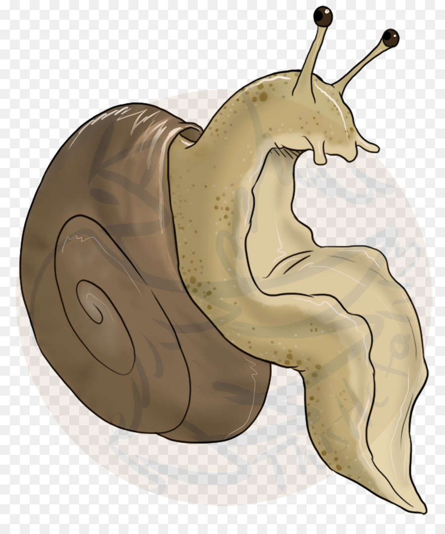 Escargot，Mollusque PNG