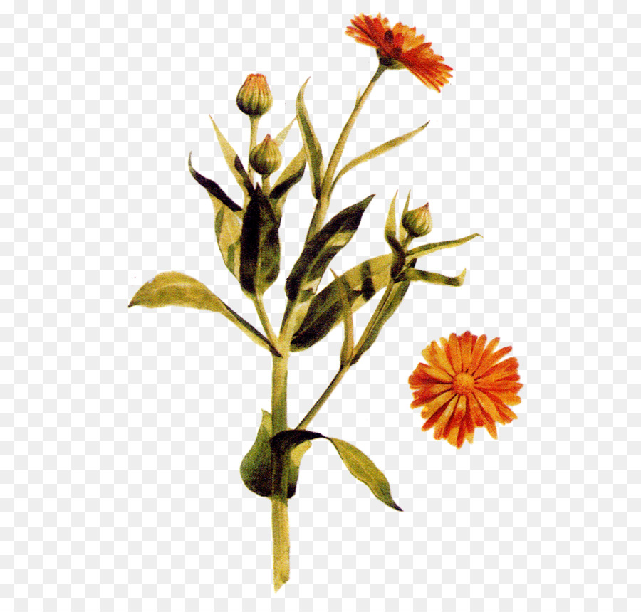 Pot Marigold，Les Plantes PNG