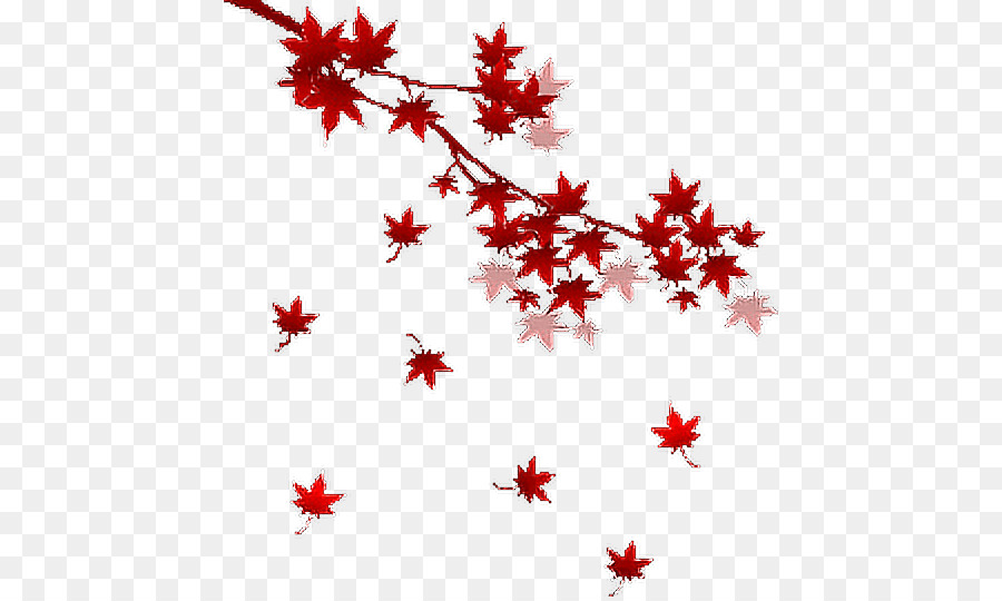 Feuilles D'érable，Bifurquer PNG