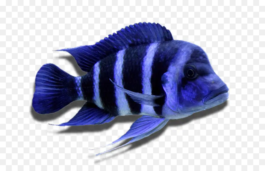 Poisson Rayé，Aquatique PNG