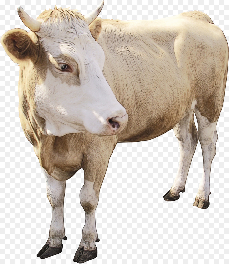 Vache，Bétail PNG