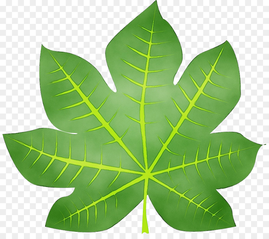 Feuille Verte，Usine PNG